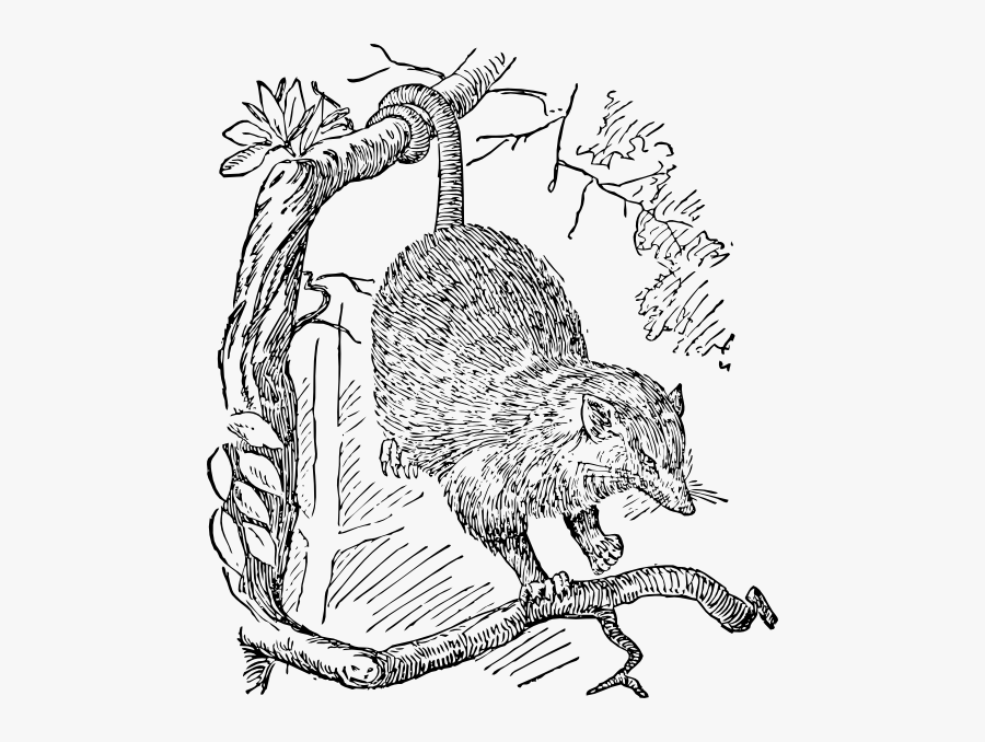 Possum Clip Art, Transparent Clipart