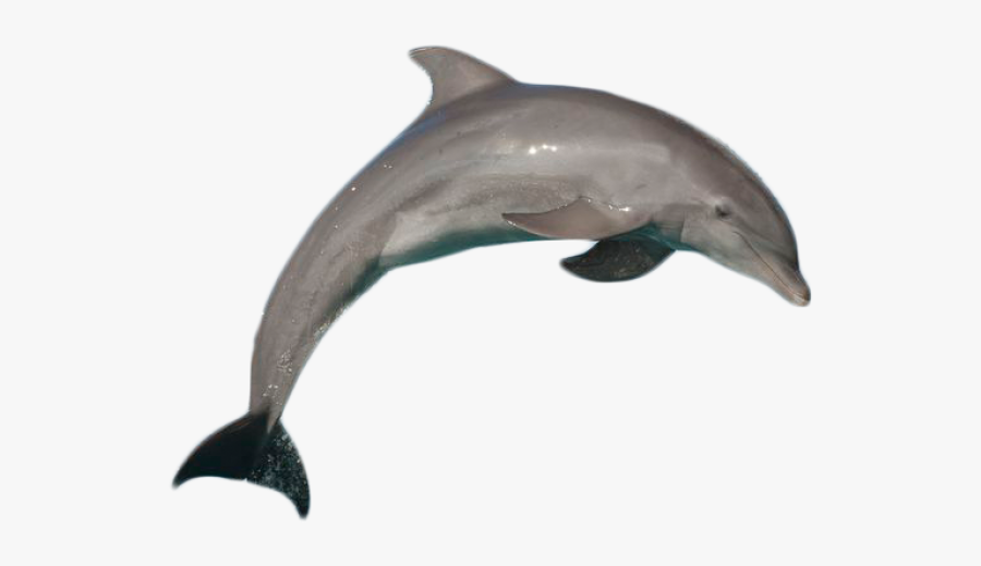 Atlantic Bottlenose Dolphin Jumping Png Image - Dolphin With No Background, Transparent Clipart