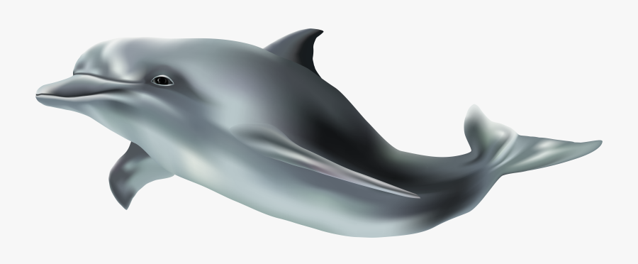 Clipart Dolphin Royalty Free - Transparent Background Dolphin Png, Transparent Clipart
