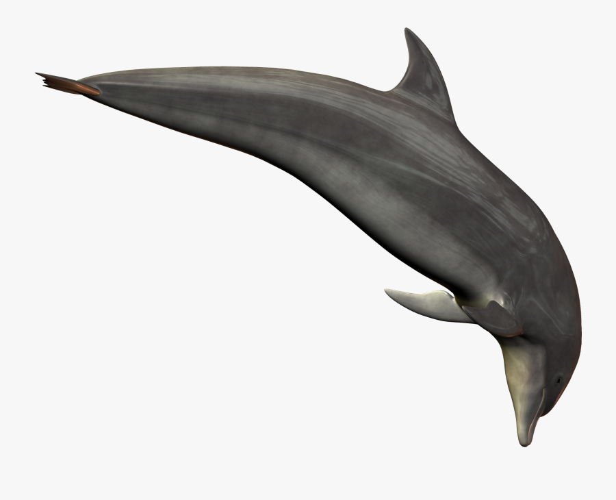 Transparent Dolphin Clipart Png - Bottlenose Dolphin Dolphin Transparent Background, Transparent Clipart