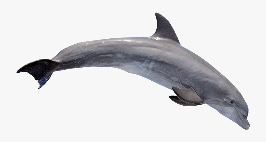Dolphin Png Transparent Images - Dolphin Transparent, Transparent Clipart