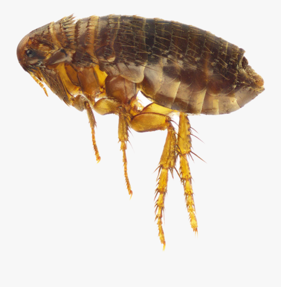 Flea Png Image - حيوان البراغيث, Transparent Clipart