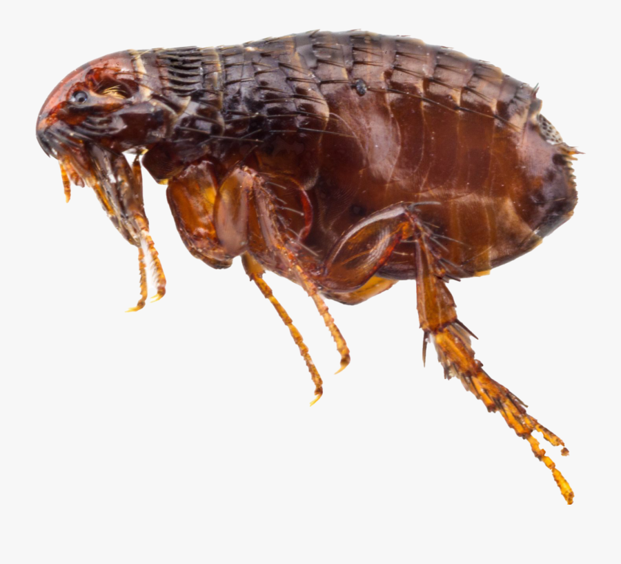 Flea Png Images Hd - Bed Bug Flea Bites Nz, Transparent Clipart