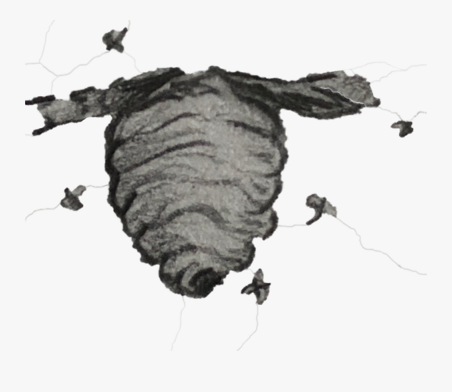 Wasp Nest - Oniscidea, Transparent Clipart