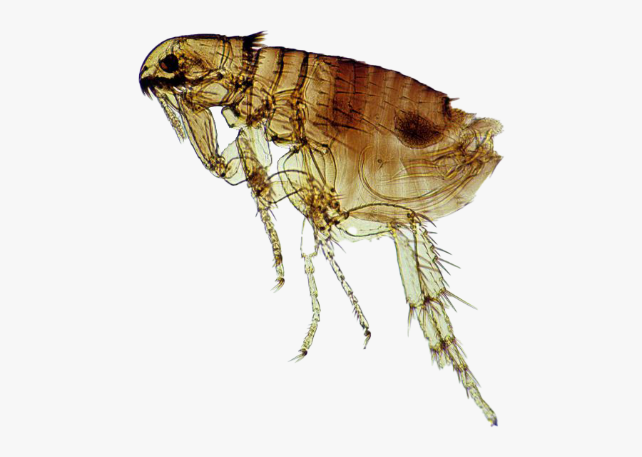 Flea Png Clipart Background - Dog Flea, Transparent Clipart