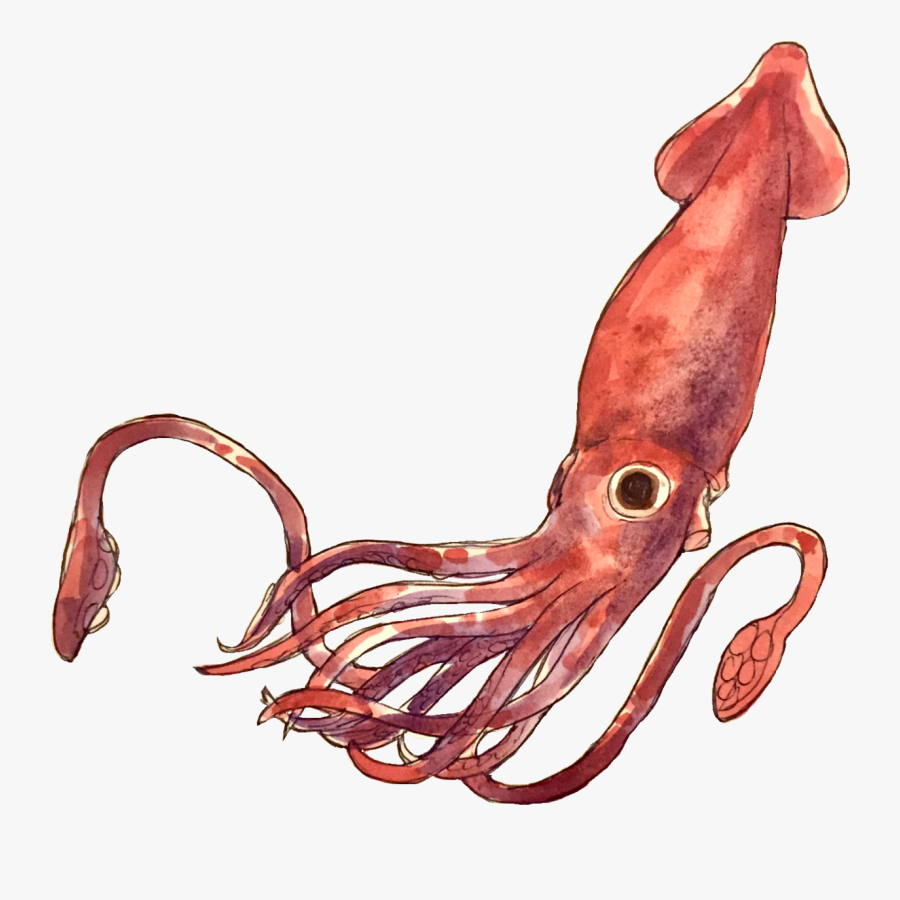 Giant Squid Transparent Background, Transparent Clipart