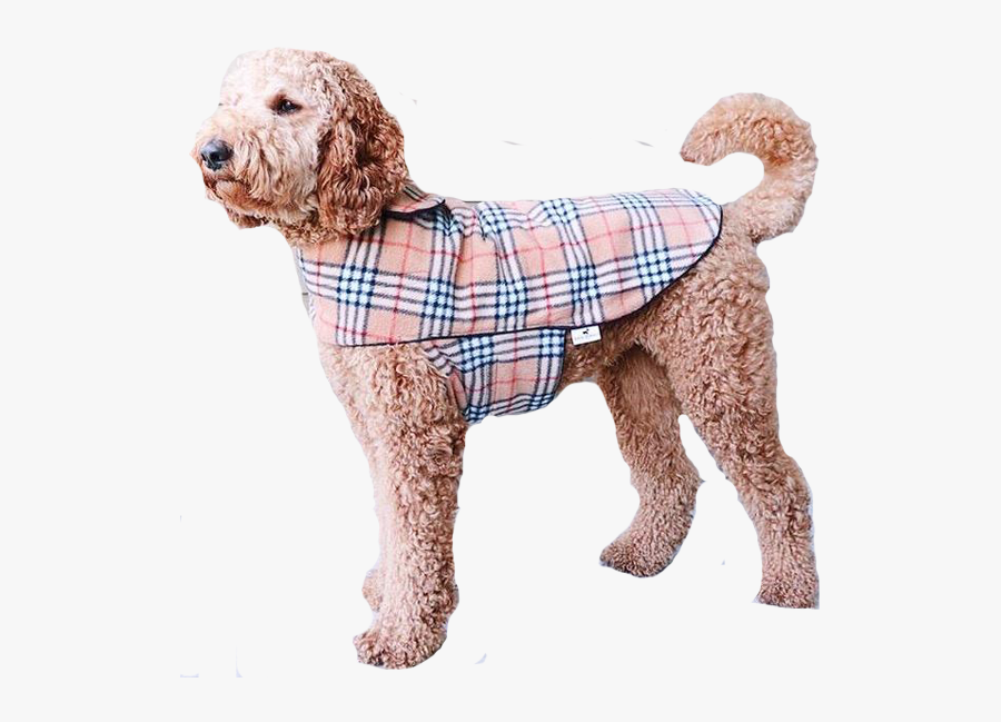 Standard Poodle Miniature Poodle Goldendoodle Cockapoo - Poodle, Transparent Clipart