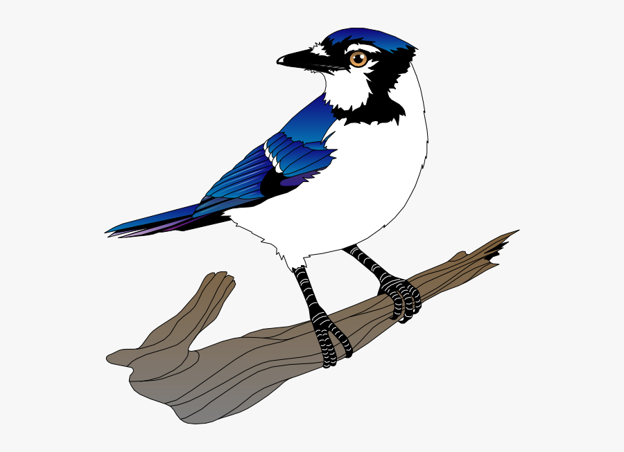 Blue Jay Clipart Png , Free Transparent Clipart ClipartKey