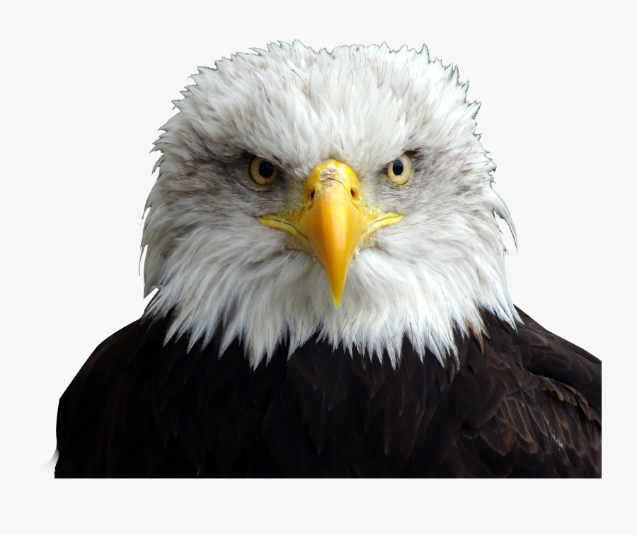 Eagle Head Images - Eagle Head Transparent, Transparent Clipart