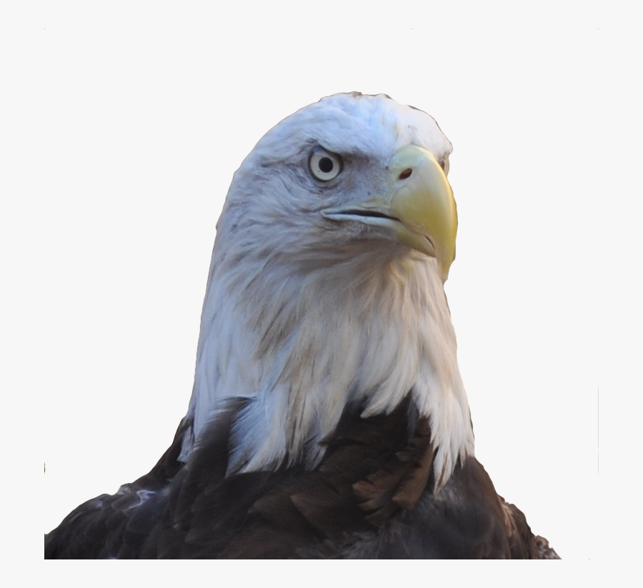 Allegiant Our Female Bald Eagle - Eagle Head Transparent, Transparent Clipart