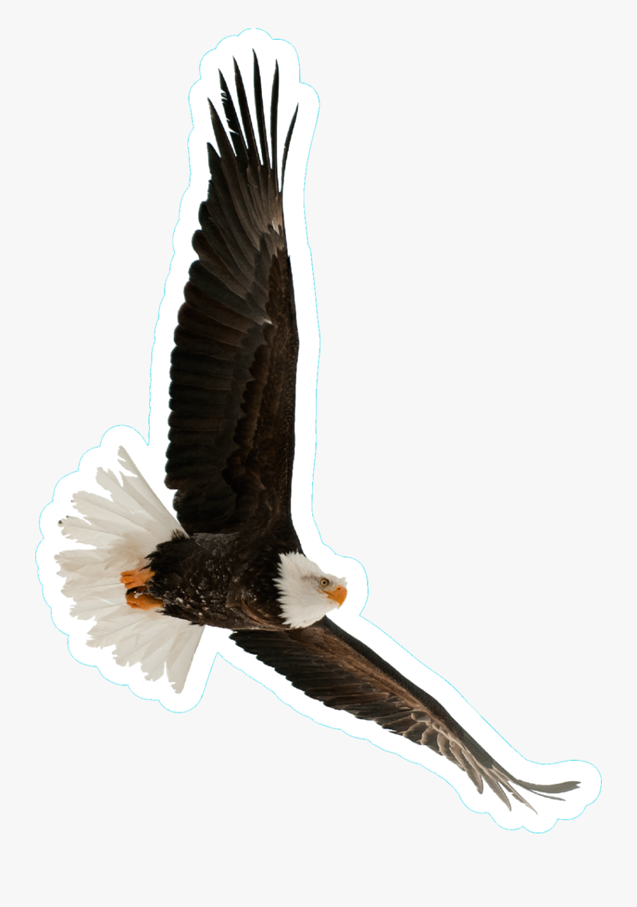 Bald Flying Sticker - Bald Eagle, Transparent Clipart