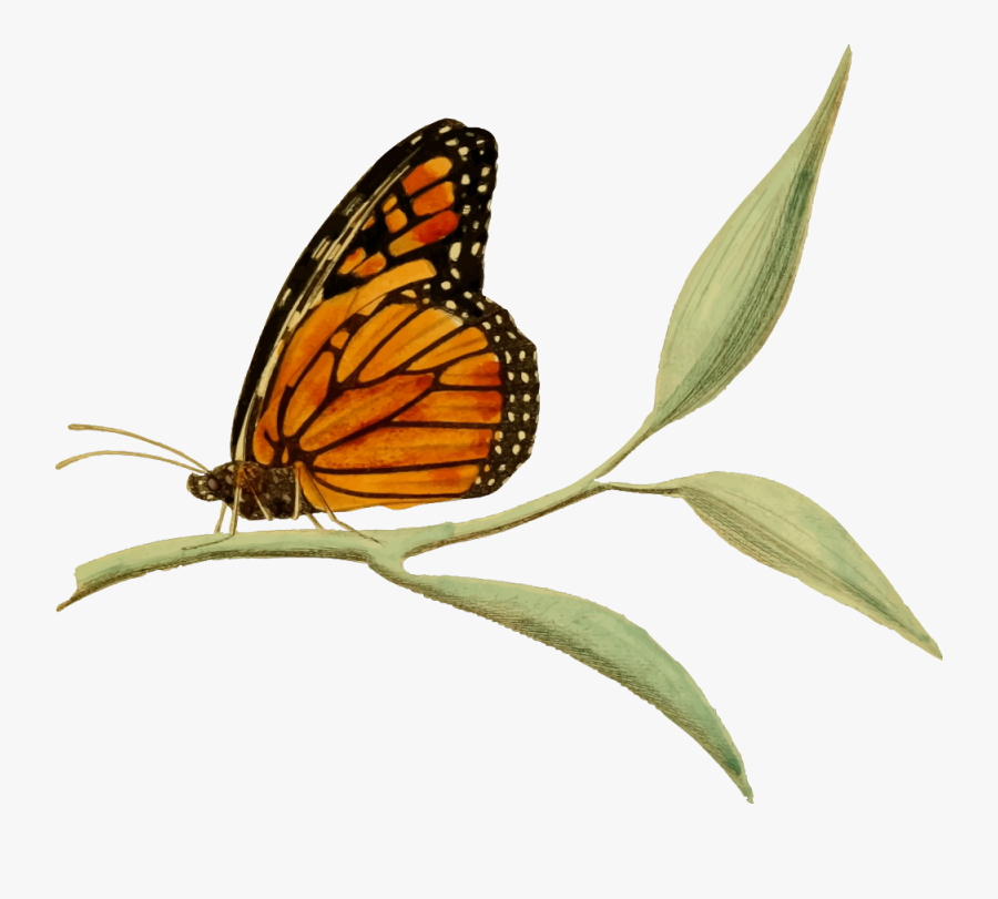 Monarch Butterfly - Monarch Butterfly On Flower Clipart, Transparent Clipart