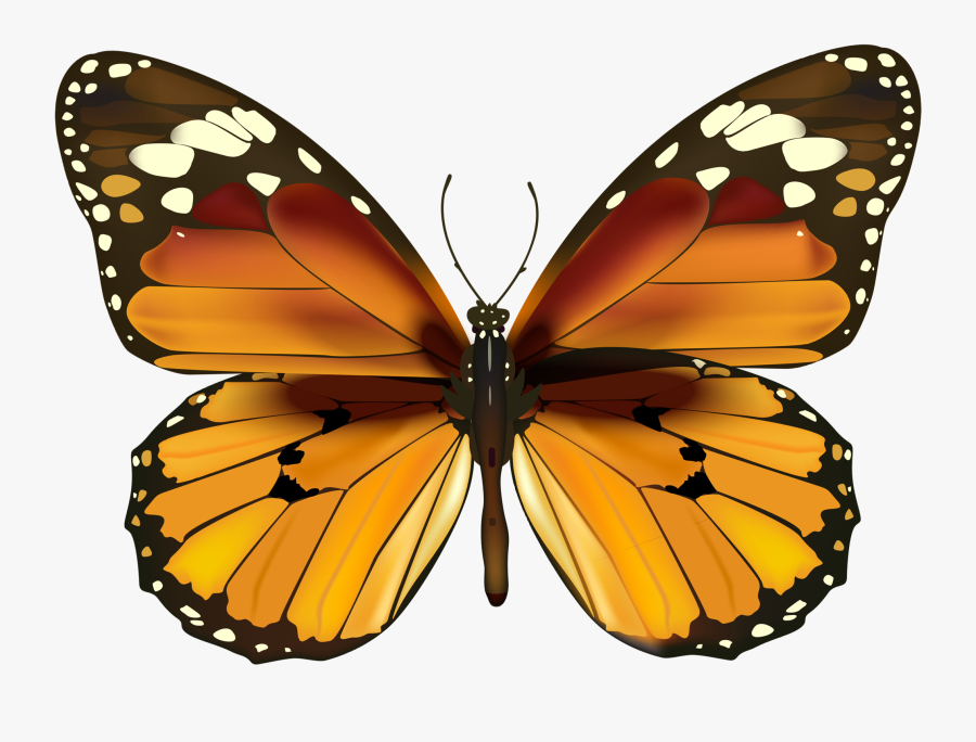 Monarch Butterfly Have Been Seeing A Ton Of These Guys - Happy New Year Butterfly, Transparent Clipart