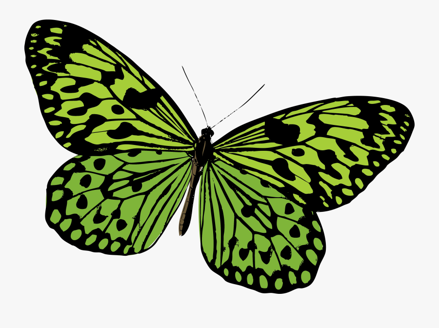 Monarch Butterfly Pieridae Moth - Green Butterfly Vector Png, Transparent Clipart