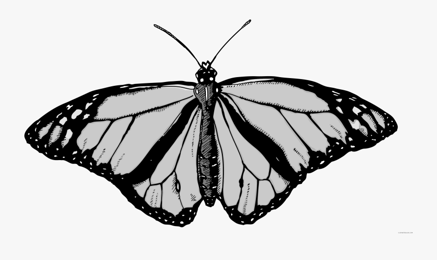 Transparent Monarch Butterfly Clipart - Monarch Butterfly Clipart Png, Transparent Clipart