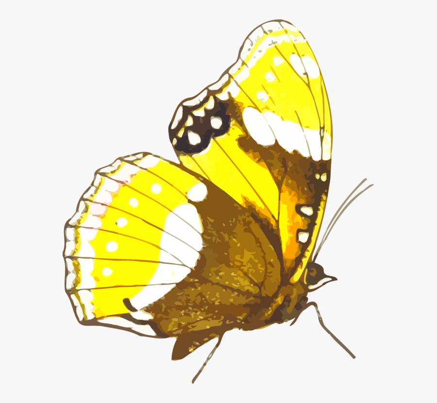 Butterfly, Transparent Clipart