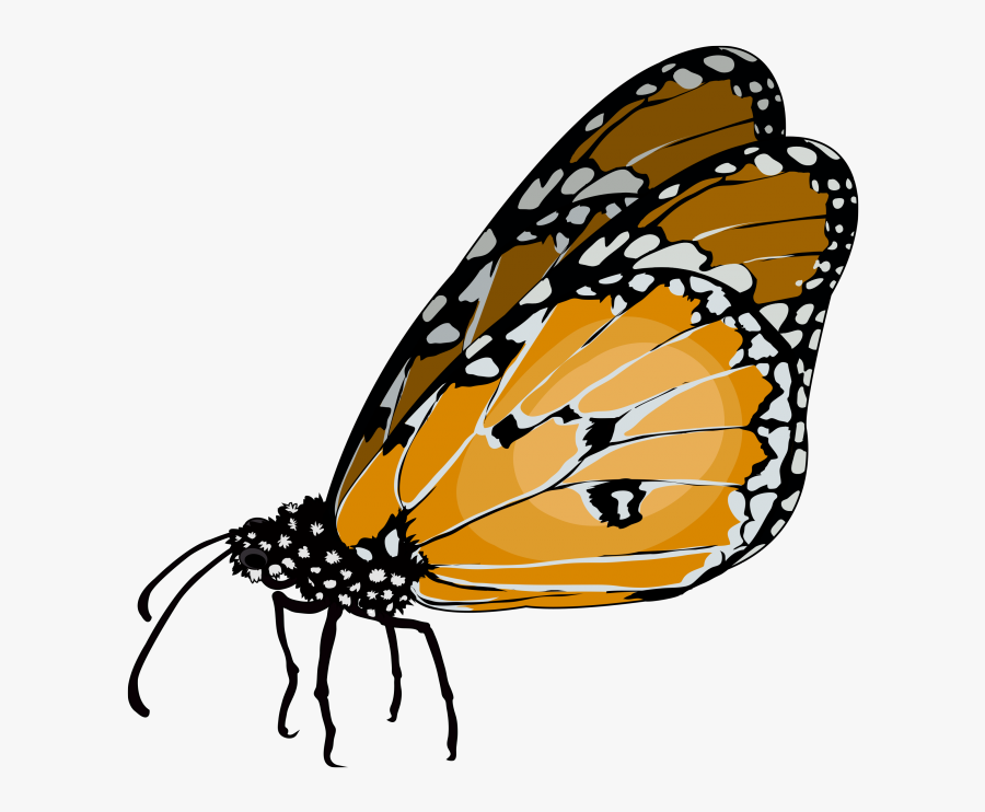 Monarch Butterfly, Transparent Clipart