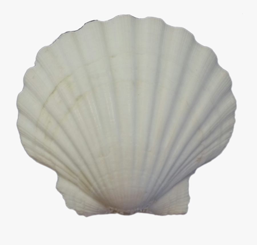 Scallop, Transparent Clipart