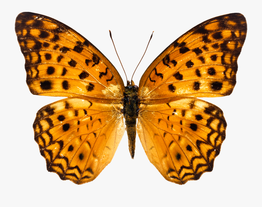 Butterfly Free Png, Transparent Clipart