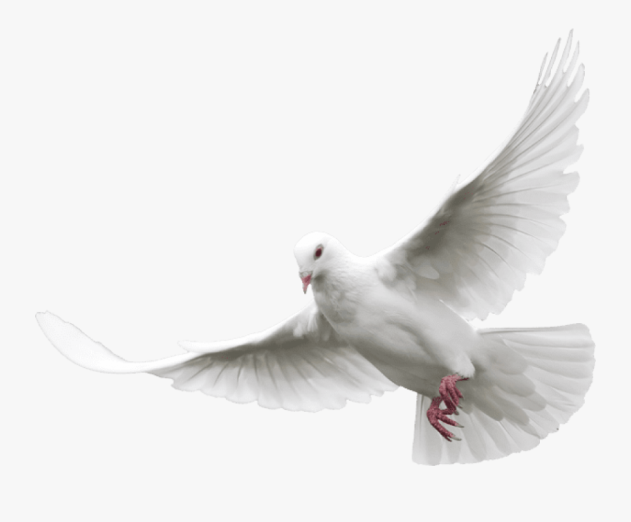 Pigeons And Doves Portable Network Graphics Clip Art - Transparent White Dove Png, Transparent Clipart