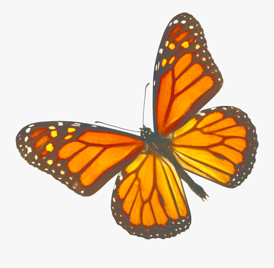 Transparent Monarch Clipart, Transparent Clipart