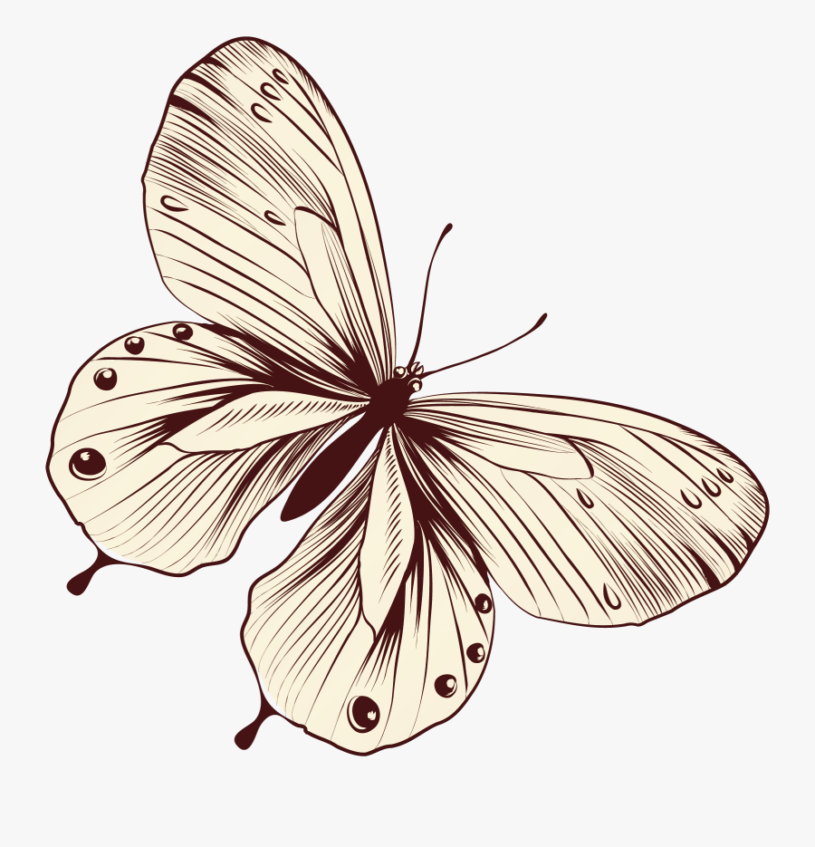 Transparent Monarch Caterpillar Clipart - Aporia, Transparent Clipart