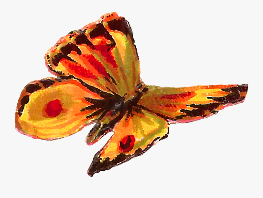 Lily Family, Transparent Clipart