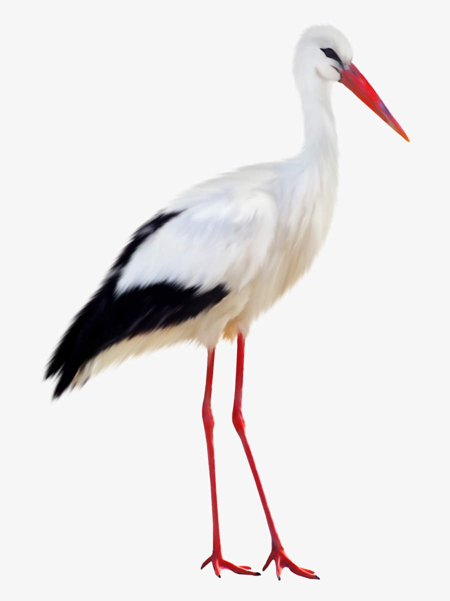Stork Png Clipart - Stork Png, Transparent Clipart