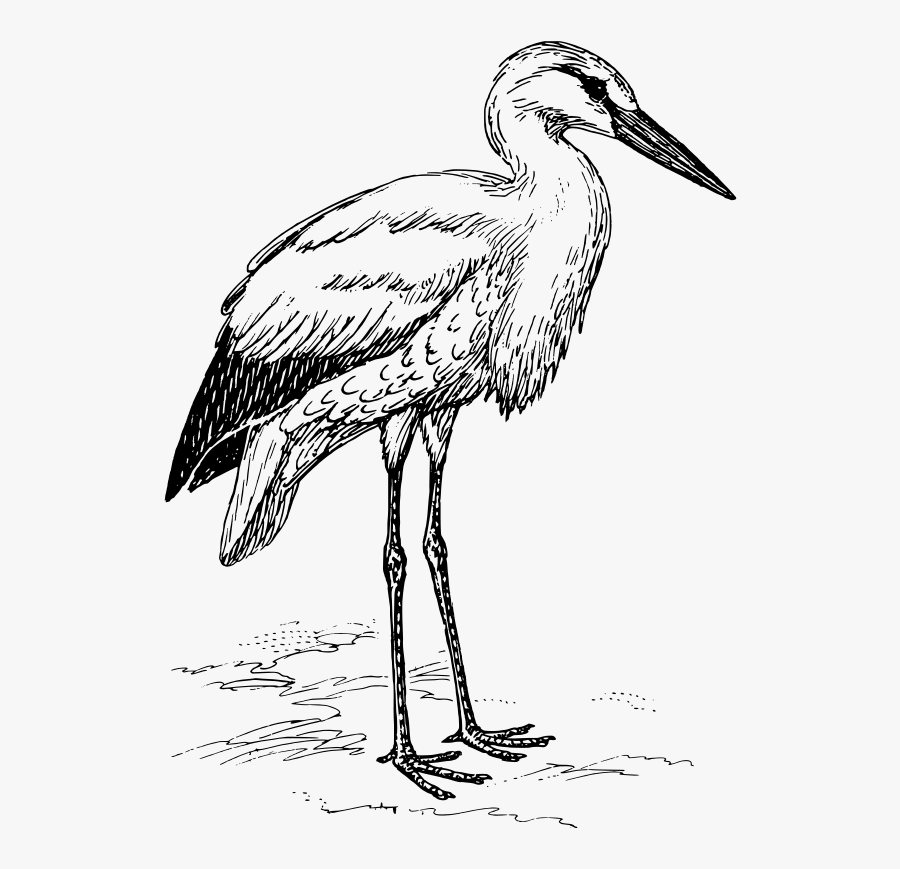 Stork - Stork Black And White, Transparent Clipart