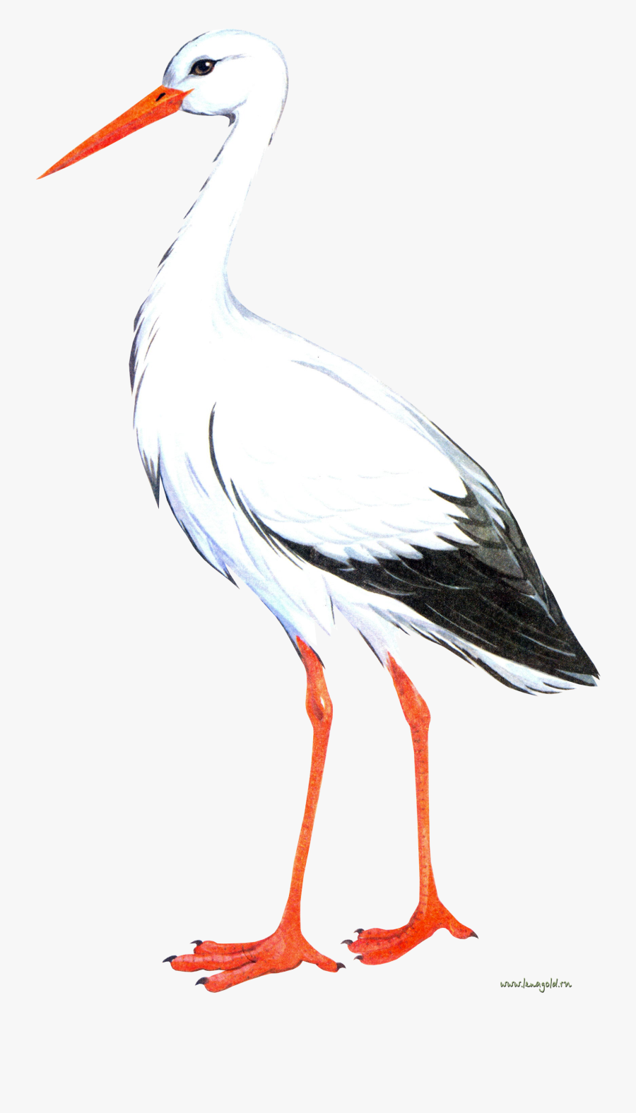23874 - Аист Пнг, Transparent Clipart