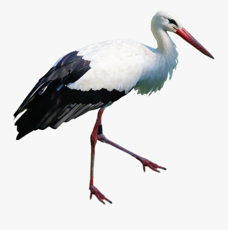 Stork Clipart Standing - Stork, Transparent Clipart