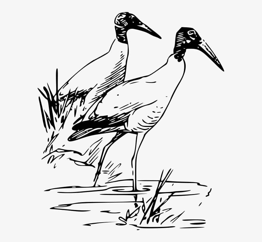 Transparent Stork Png - Ibis Bird, Transparent Clipart
