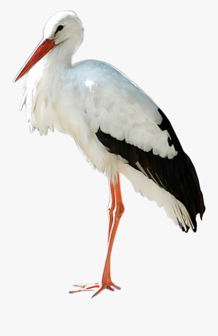 White Stork Png, Transparent Clipart