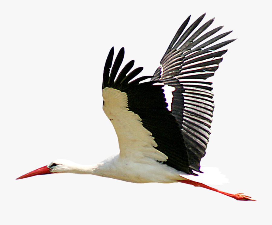 Stork Png, Transparent Clipart