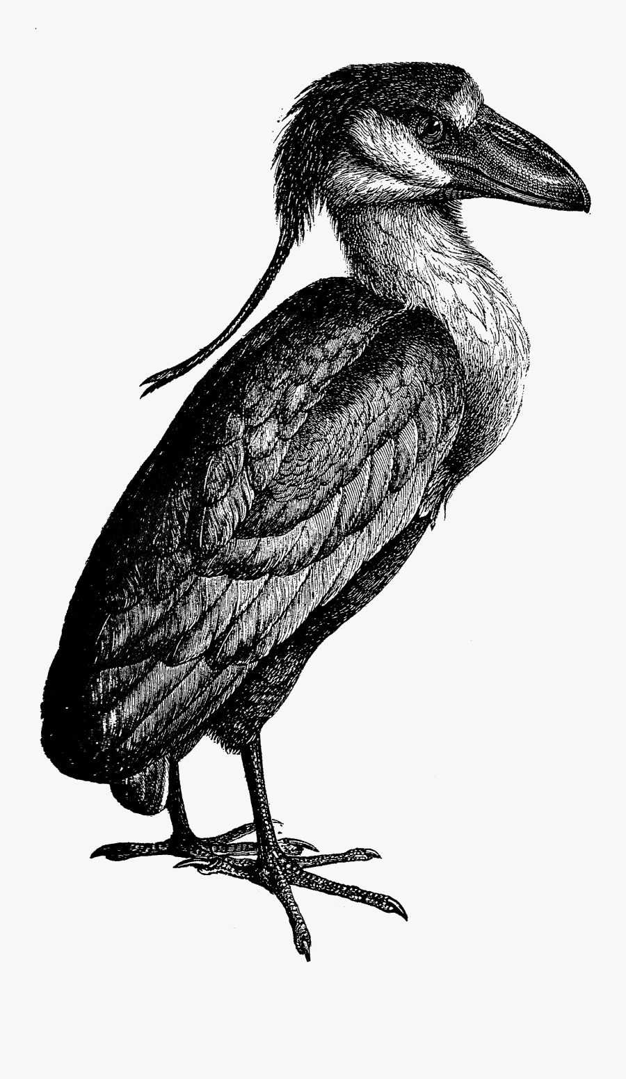 2073 Heron Free Vintage Clip Art - Black And White Clipart Kingfisher, Transparent Clipart