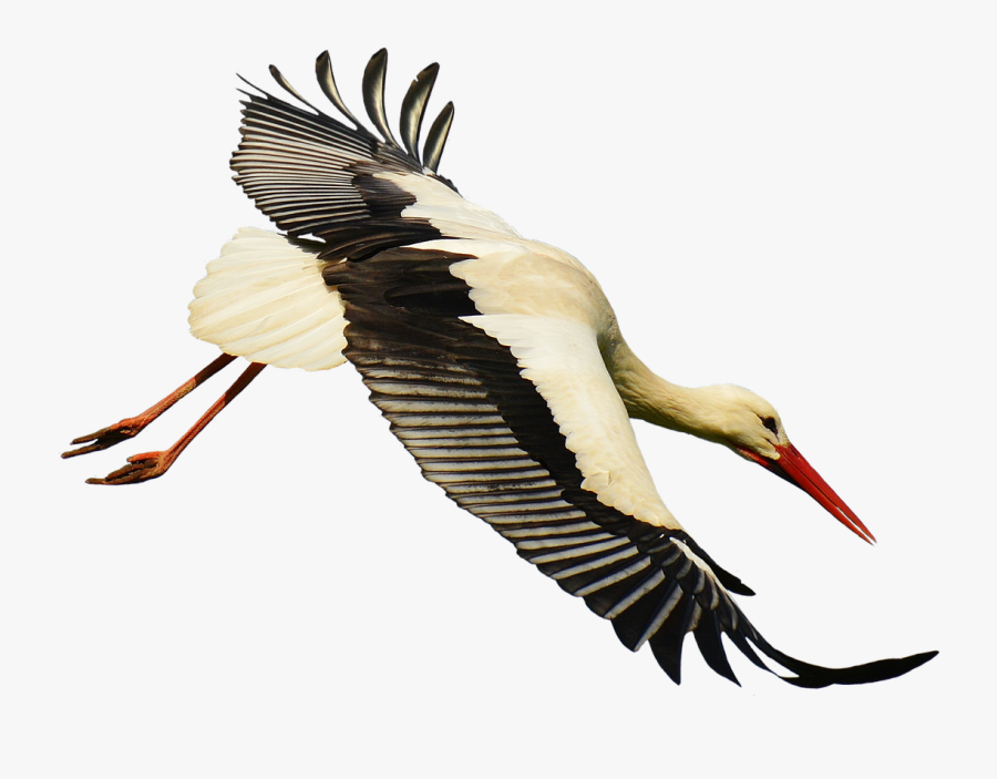 White Common Feather Clip - Stork Transparent, Transparent Clipart