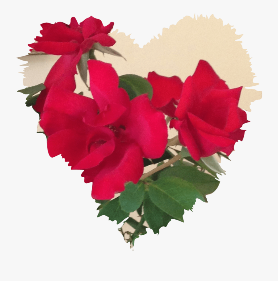 Congratulations On Your Marriage Boush - Garden Roses, Transparent Clipart