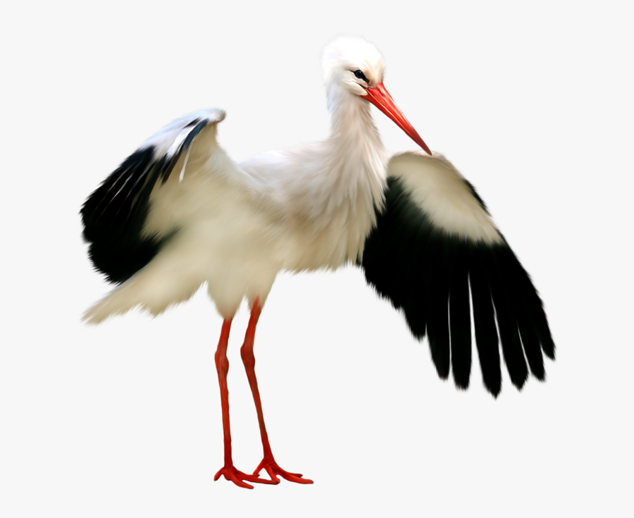Stork Png, Transparent Clipart