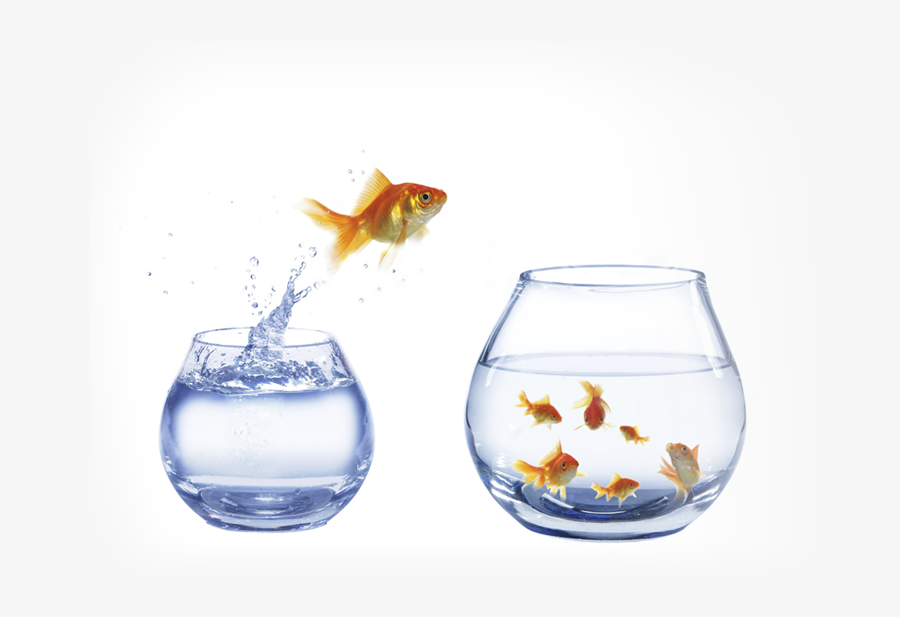 This Is An Image Of A Fish Jumping - Goldfish Out Of My Mind, Transparent Clipart