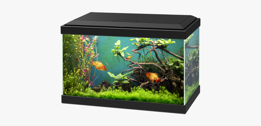 Aquarium Png - Aquarium Ciano 20 Light, Transparent Clipart