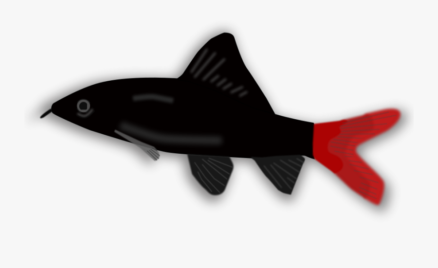 Aquarium Fish - Small Black And Red Fish, Transparent Clipart