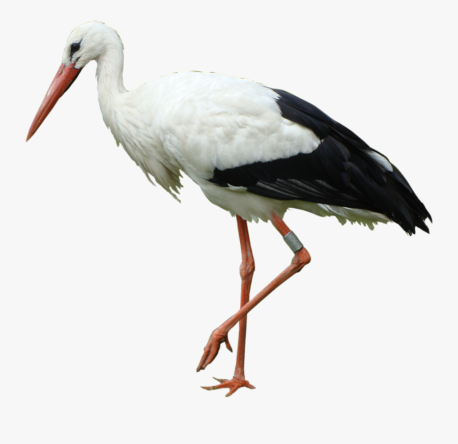 White Stork Bird Marabou Stork Crane - Stork Png, Transparent Clipart