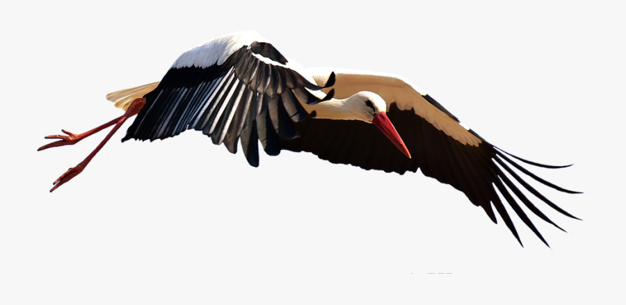 Stork Png, Transparent Clipart
