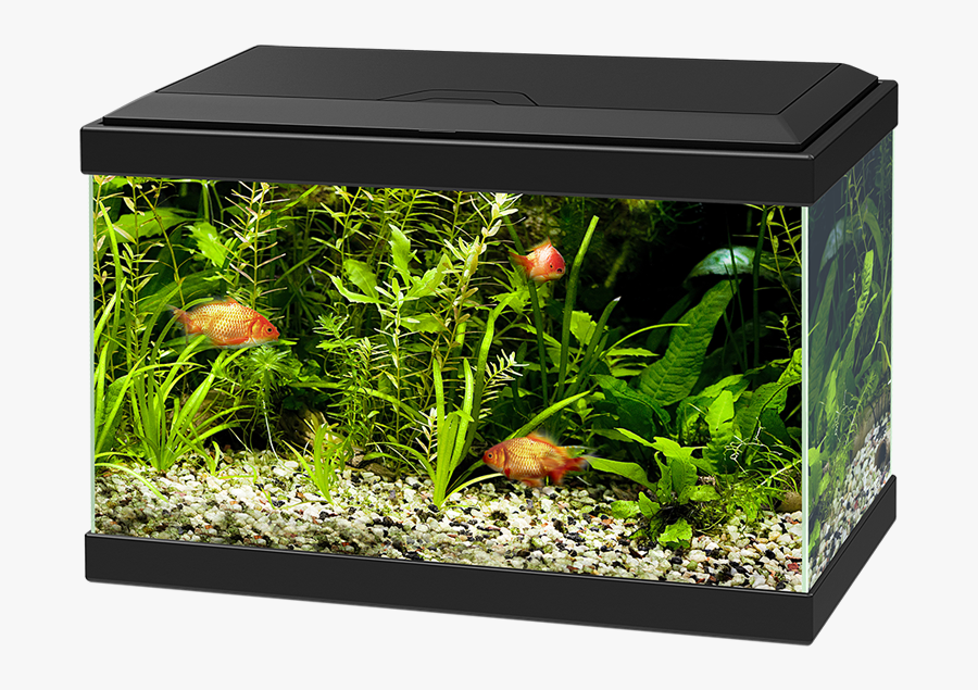 Transparent Aquarium Plants Clipart - Aqua 20 Led Ciano, Transparent Clipart