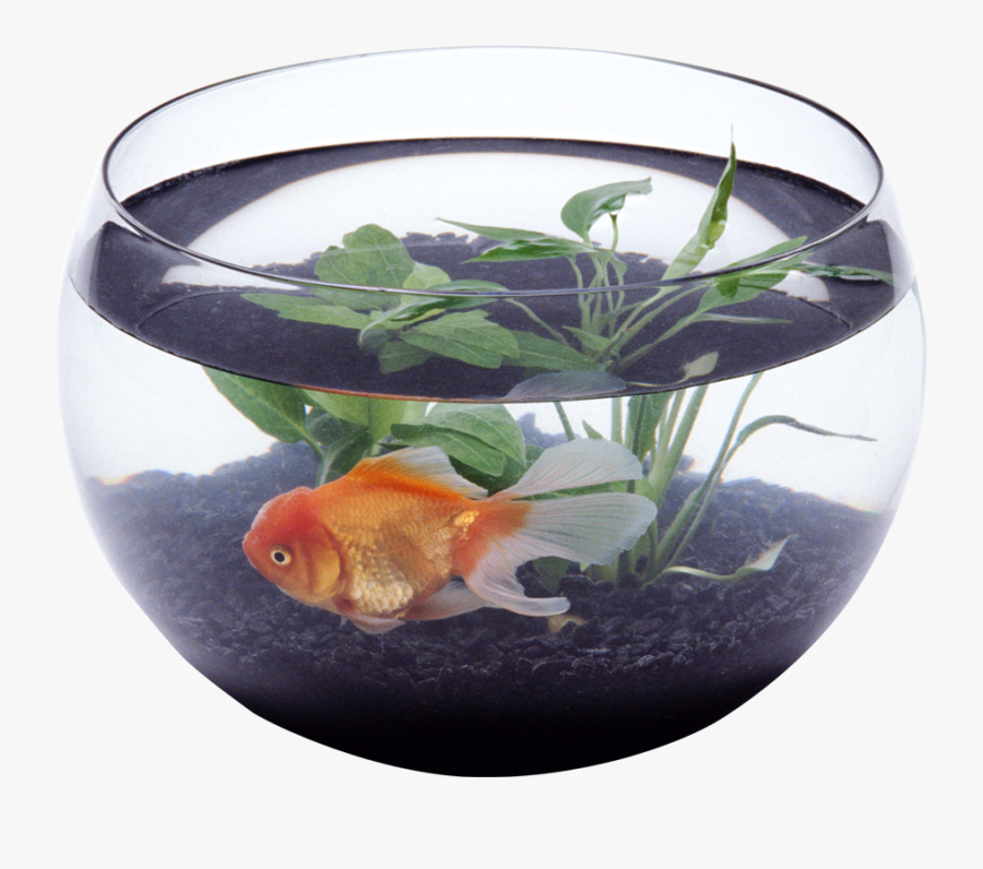 Fish Tank Png - Rethinking Our World, Transparent Clipart