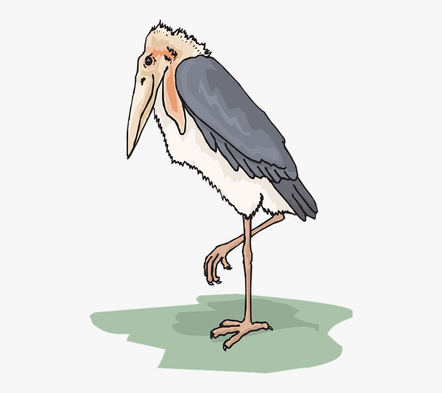 Bird, Wings, Stork, Feathers, Adjutant - Marabou Stork Clipart, Transparent Clipart