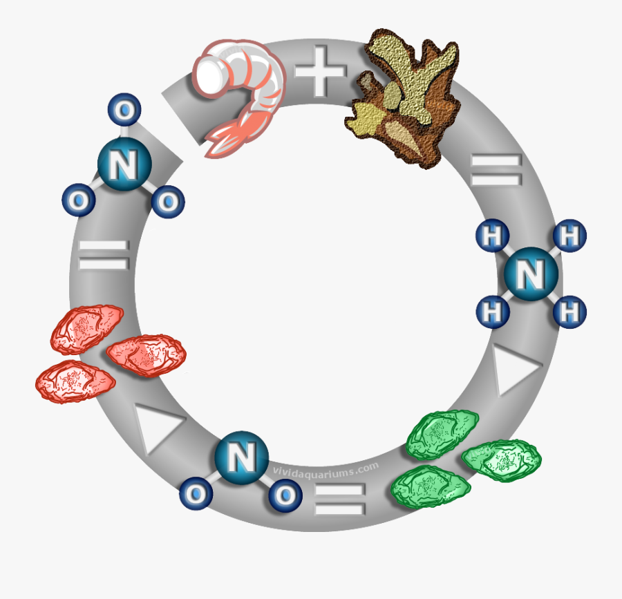 When Starting A New Tank, You Must "cycle - Nitrogen Cycle Transparent, Transparent Clipart