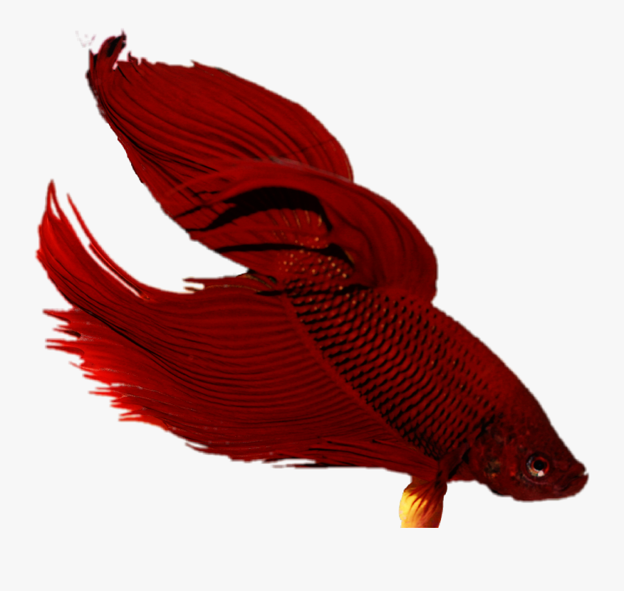 Transparent Redfish Clipart - Snapper, Transparent Clipart