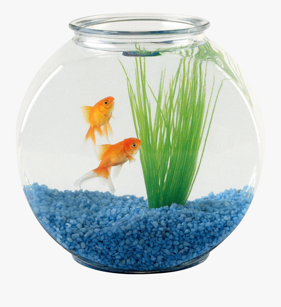 Fishboul Clipart Png Photo Free Download Clipart Royalty - Fish Tank Transparent Background, Transparent Clipart