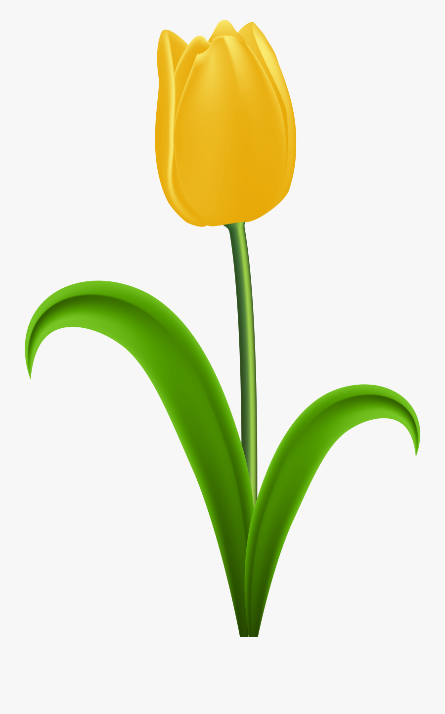 Free Photo - Flowers Tulip Yellow, Transparent Clipart